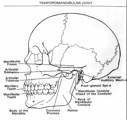 Temporomandibular Joint: Anatomy/Physiology